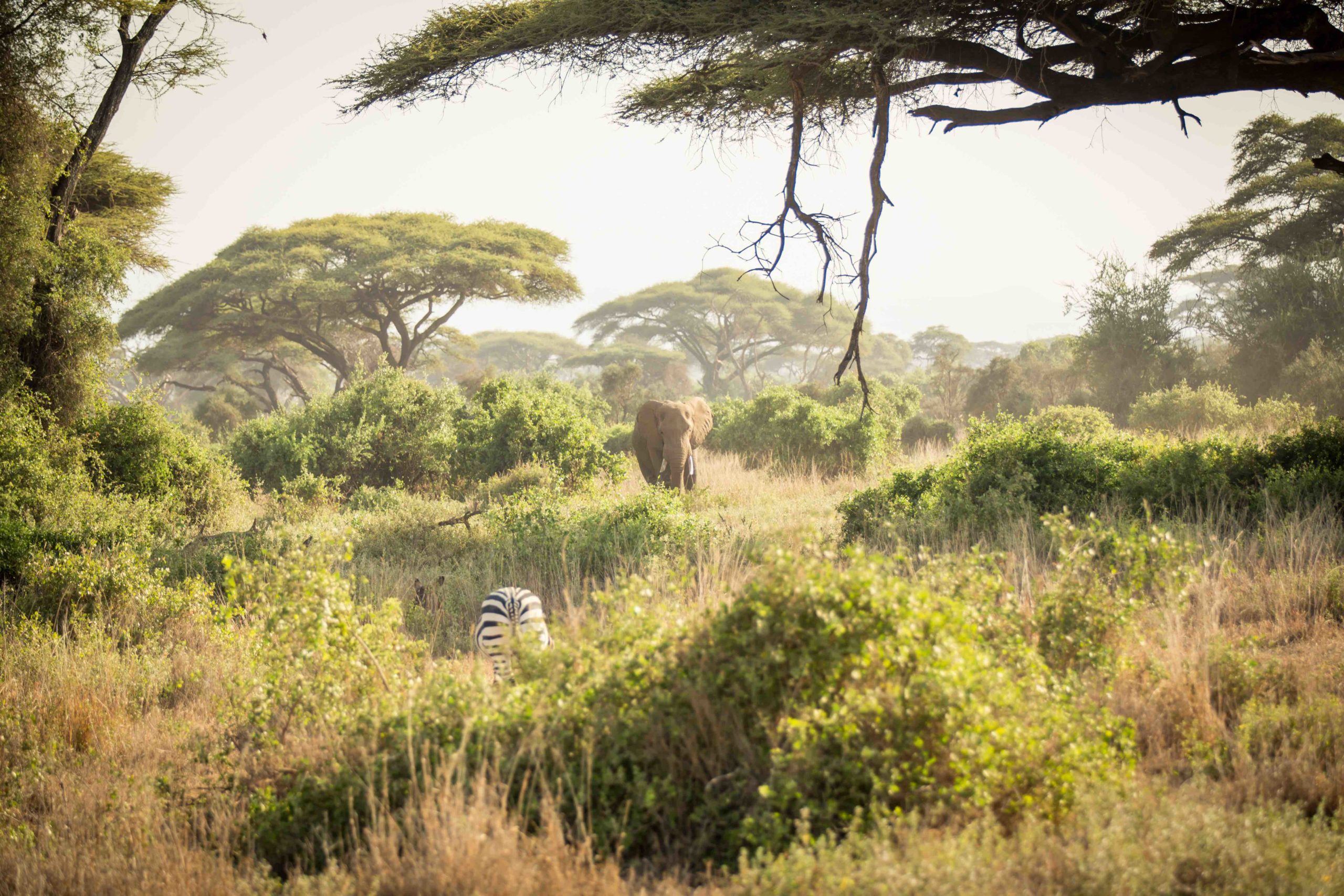 Read more about the article Safari by Private Jet with Abercrombie & Kent