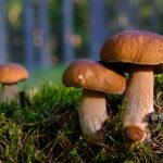A Leading Nutritionist reveals the 7 benefits of Medicinal Mushrooms