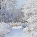 Walking in a Winter Wonderland – 10 beautiful winter gardens to visit this year