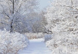 Read more about the article Walking in a Winter Wonderland – 10 beautiful winter gardens to visit this year