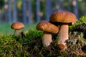 Read more about the article A Leading Nutritionist reveals the 7 benefits of Medicinal Mushrooms