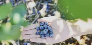 Read more about the article 5 Superfoods You Should Be Eating Every Day For Optimum Health